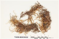 藏品(蔓苔科)的圖片